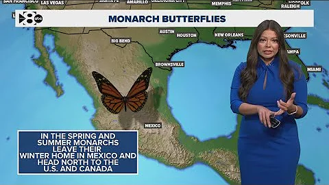 Monarch butterfly migrations are underway. Here's what you need to know