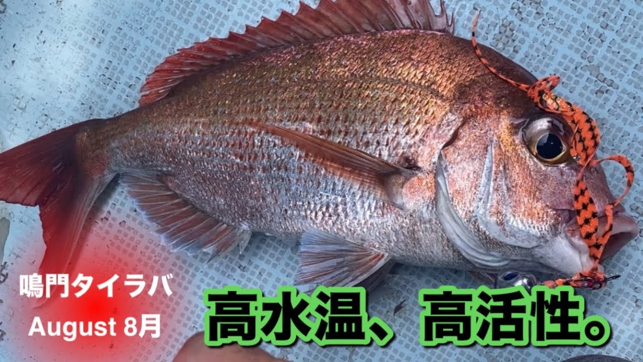 真夏の鳴門タイラバ。高活性の真鯛を存分に楽しむ。 TFC offshore fishing #64