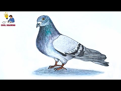 Pigeon Vector Line Drawing Stock Photos and Images - 123RF