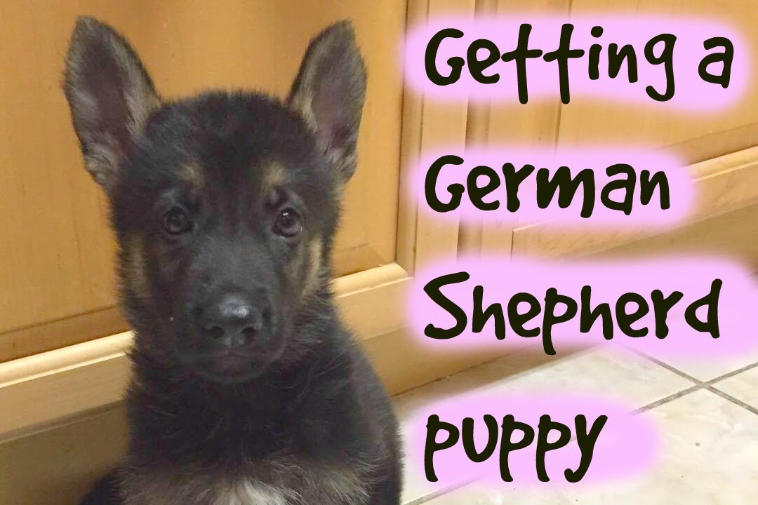 Getting a German Shepherd puppy YouTube
