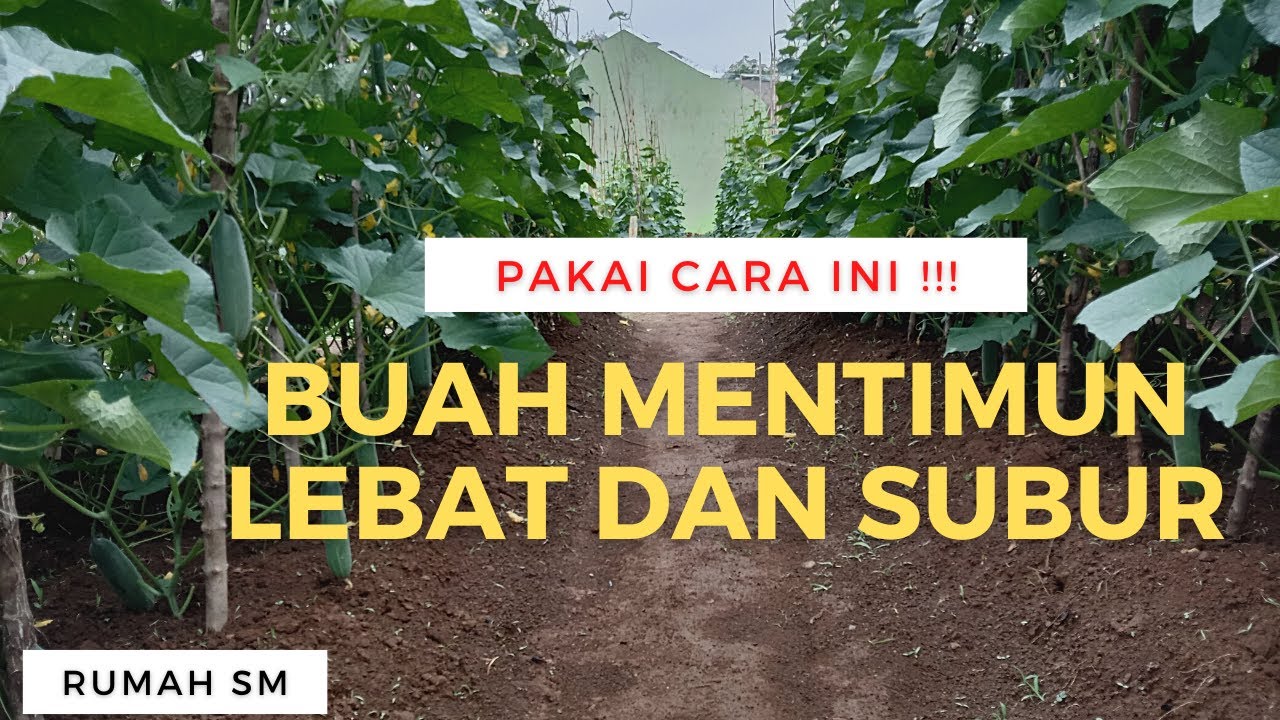 Cara Menanam Mentimun Agar Berbuah Lebat dan Subur