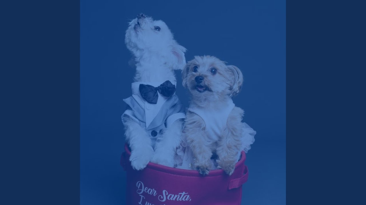 Sumptuous Moods for Dog Rewards