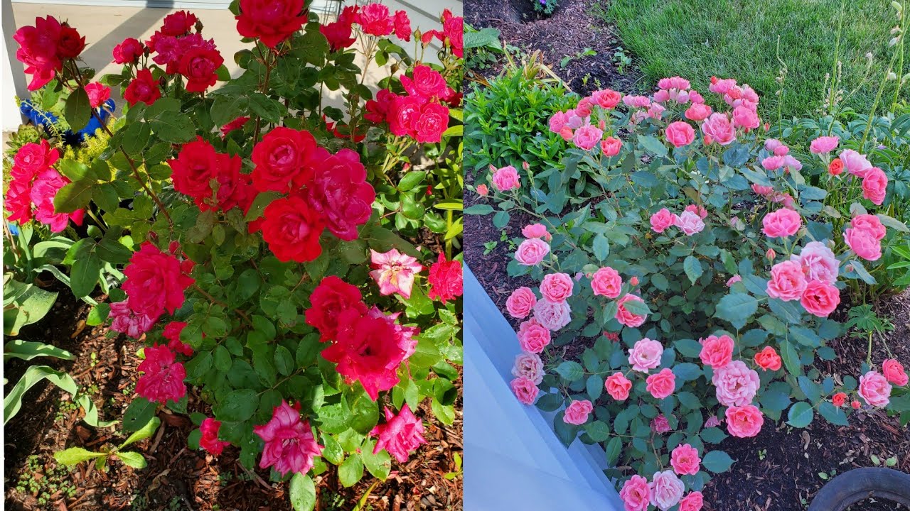 Maintained Roses How to maintain your Rose's to keeping it bloom - YouTube