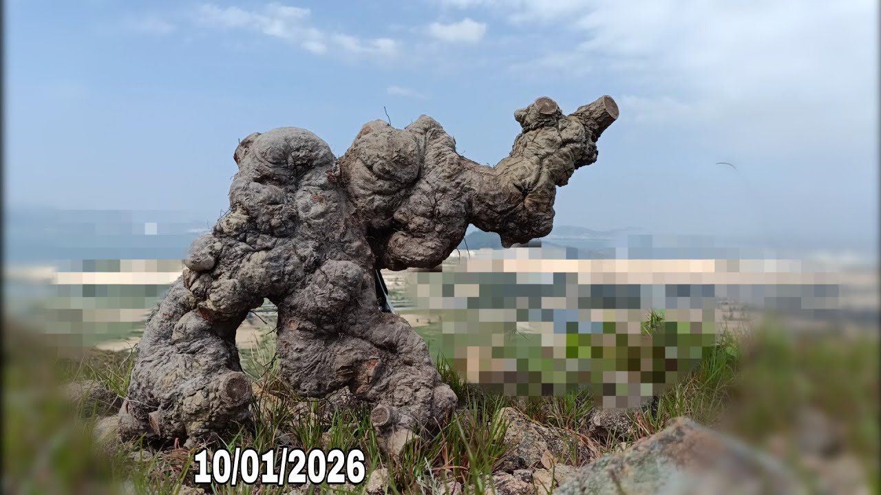 🌳BSKR - gl ae hôm nay có hồng mai, bạch điểm hồng cốt víp (10/01/2026)☎️0965.773.818