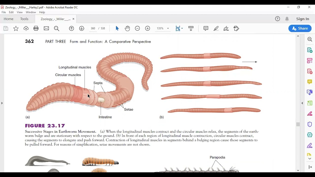 The muscular system of invertebrates YouTube