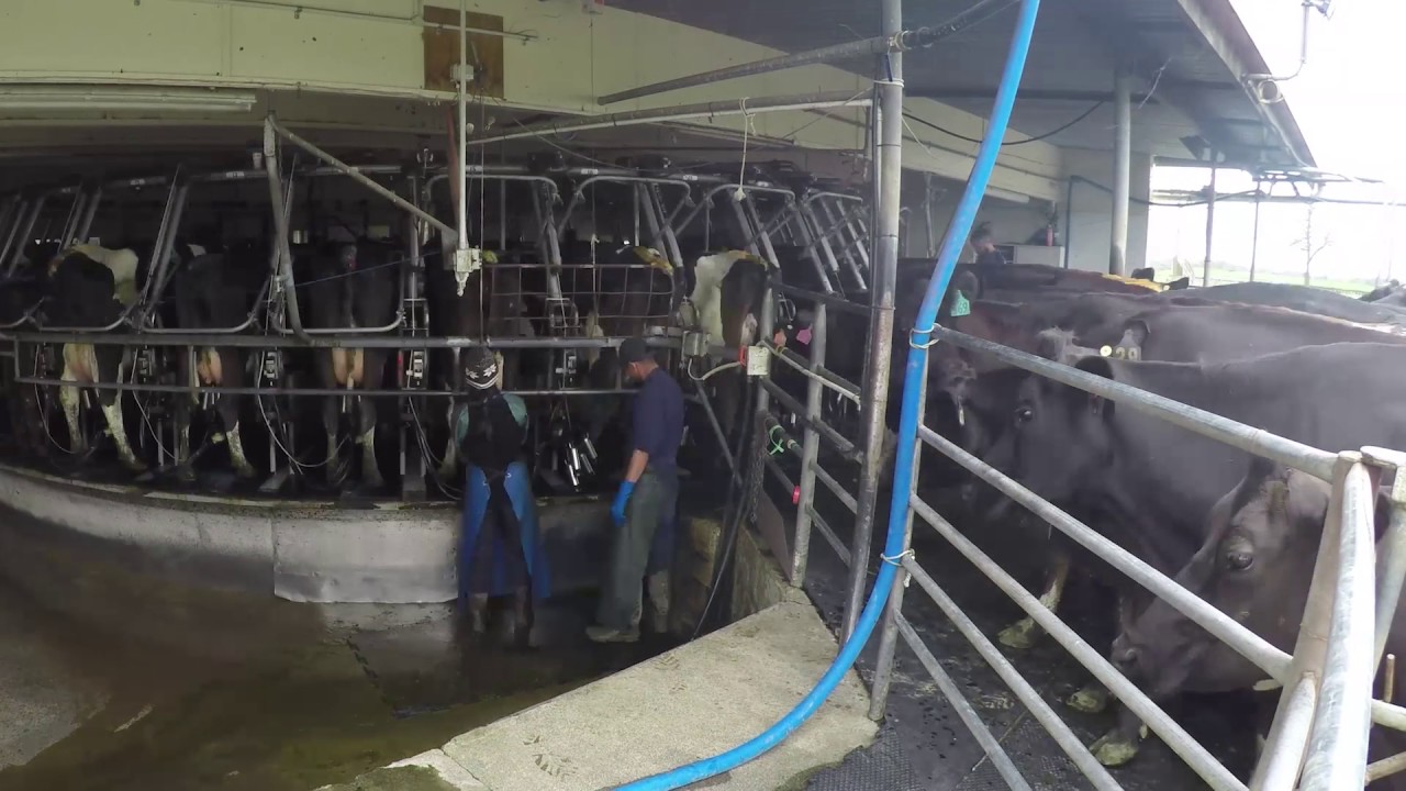 Owl Farm - from our grass to your glass, how your milk is made