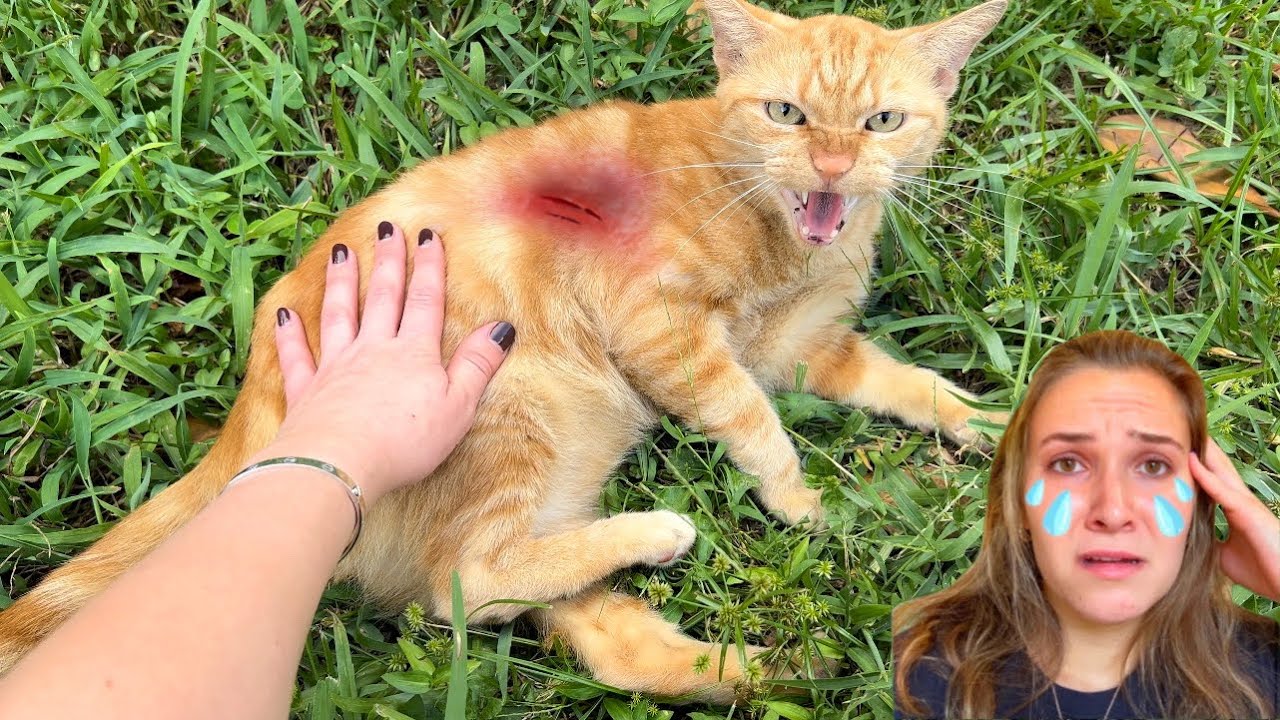 PREDATOR ATTACKS MY CAT AGAIN! WHAT HAPPENED?! YouTube