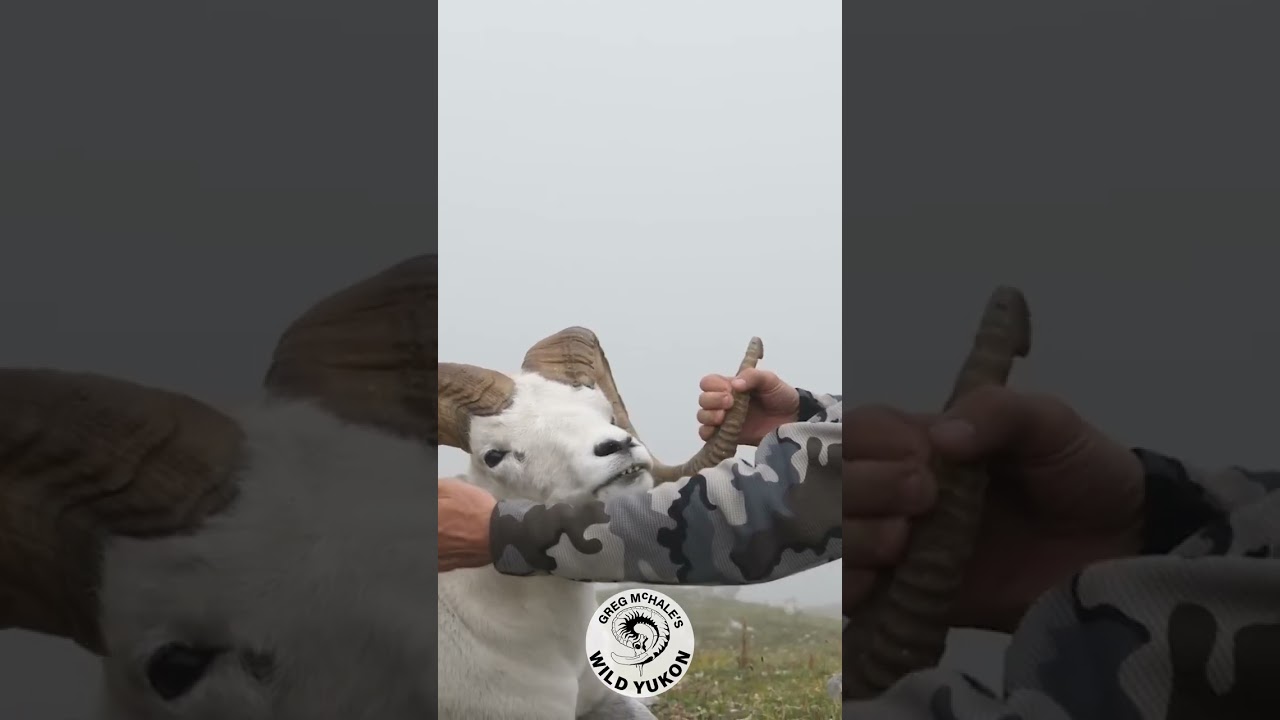 Massive Dall's Sheep Ram | Greg McHale's Wild Yukon Throwback