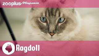 Ragdoll im Rasseporträt: Charakter, Aussehen & Ernährung (in 5min)| zooplus Magazin screenshot 4