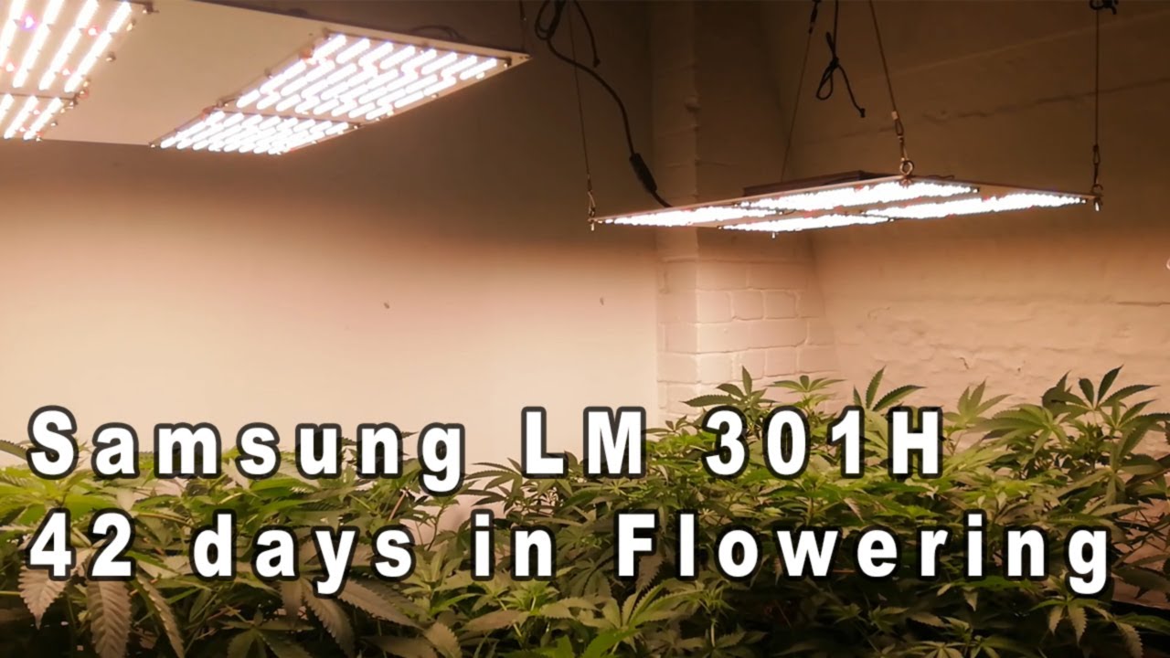 Newest LED Samsung Board LM301H with added IR and UV - TEST - 42 days in Flowering