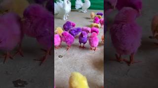 Behind Colourful Chicks Secret