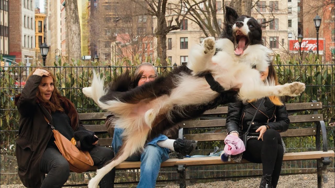 Instant Happiness! 🐶 Funny Dogs That Will Cure Your Depression 2025