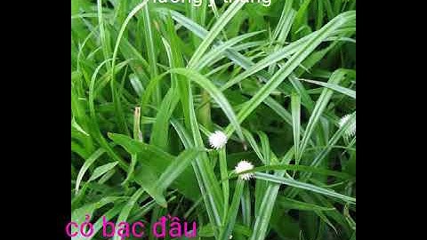 Cỏ bạc đầu chữa thận