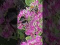 Rozchodnik i trzmiele #flowers #insects #bumblebee #animalsinnature #gardenlife #gardenlove #shorts