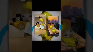 Banana cat amv edit #cat #catmemes #happycats #bananacat #amvanimeedit #meme #spydezz