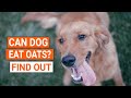 🐶¿CAN DOGS EAT OATS?