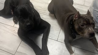 My Cane Corso gets mad he wont play  #canecorso #dogmom #animals #trending #video #americanbully