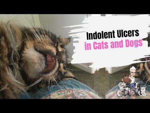 Video: How To Cure An Ulcer In A Cat