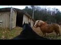 Ride on my Dog in 360 Degree VR Virtual Reality