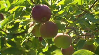 Maine apple picking season off to a better start compared to last year