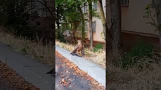 Ягдтерьер и ястреб. Одесса, Поселок Котовского
