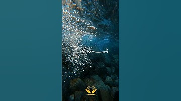 سورة الاخلاص 💙   مشاري العفاسي 💦                                     #قرآن #قران_كريم #سورة_الإخلاص