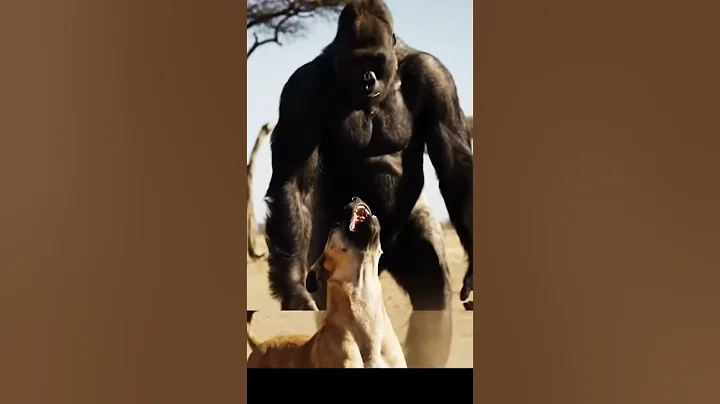 Mother Gorilla’s Heroism‼️ Saved Her Baby from the Leopard’s Claws #animals #wildlife