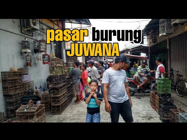 BELI BURUNG TRUCUK OMBYOKAN DIPASAR BURUNG JUWANA class=