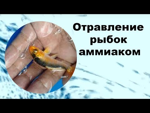 Аммиак в аквариуме и поведение рыбок во время отравления.