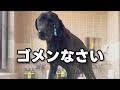 イタズラ坊主の末路･･･温泉でドボンした大型犬のドタバタ劇