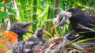 THIS IS HOW IT HAPPENS_THE BIRDS DON'T CARE ABOUT THE LIVES OF OTHER BIRDS