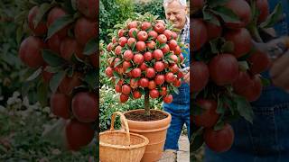 New techniques for growing apple trees from apple fruit 🍎 #grow #apples #grafting #Trees #fruit