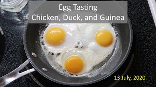 Egg Tasting - Chicken, Duck, and Guinea