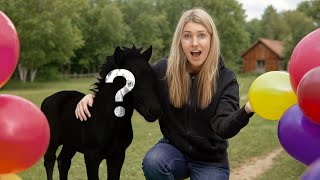 Queeny Bekommt Ihr Fohlen Und Ich Bin Nicht Zuhause