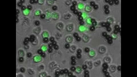 T-Cell Activation Calcium Flux