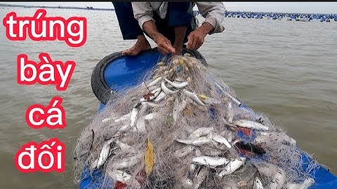 hai cha con đi thả lưới cá đói trúng ngay bày cá (lê nghiã cần giờ)