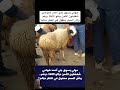 حولي بسوق بني أحمد ضواحي شفشاون الثمن ديالو 3600 درهم واش السعر معقول في النظر ديالم