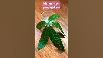 Money tree propagation 😀