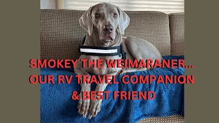 SMOKEY THE WEIMARANER...OUR RV TRAVEL COMPANION & BEST FRIEND (WEIMARANER, TRAVEL WITH DOGS) by All-in-RVing 93 views 2 days ago 4 minutes, 14 seconds