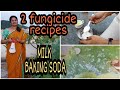 చలికాలంలో వచ్చే MILDEW, BLIGHT, BLACKSPOT లాంటి అన్ని రకాల FUNGUS లను వీటితో ఎదుర్కోండి. #Mildew