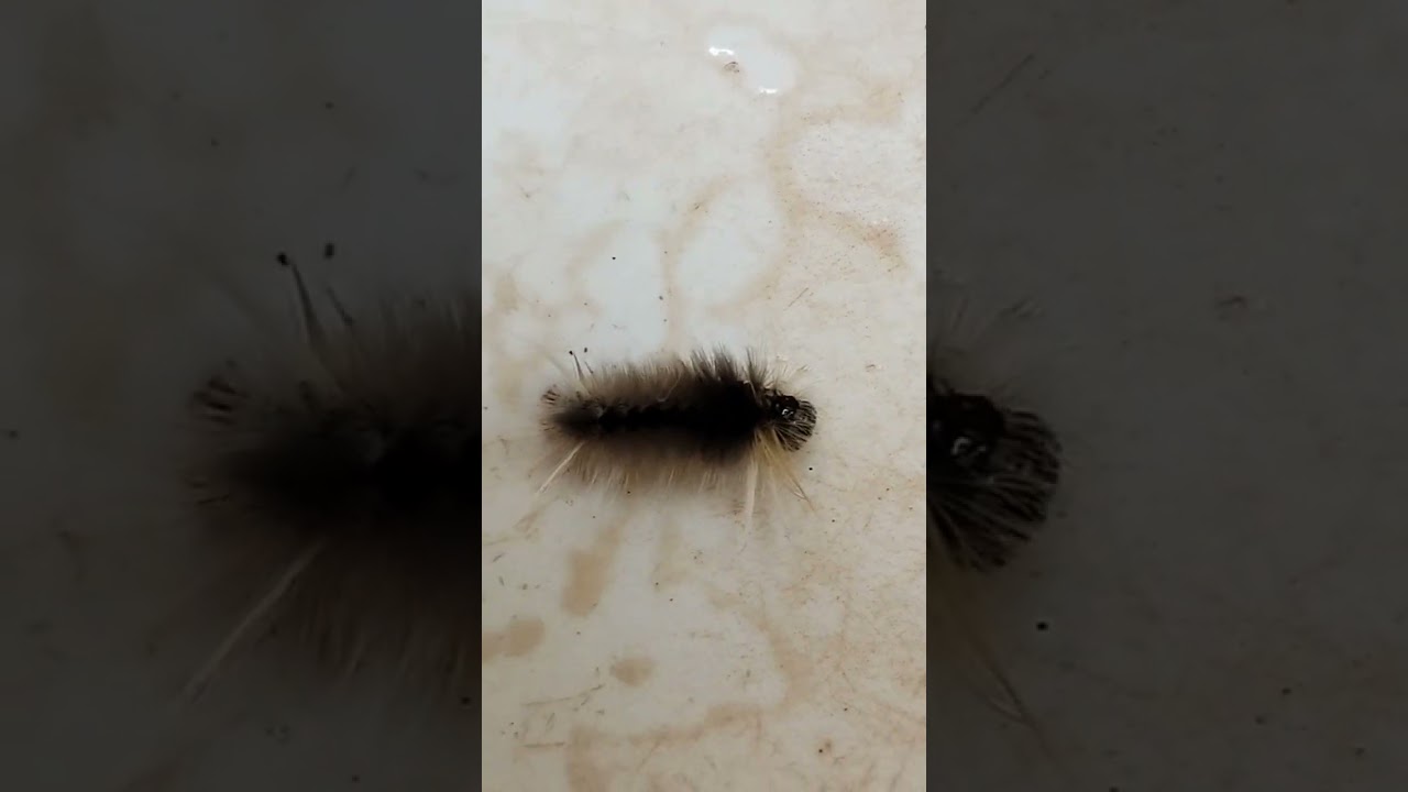 Lagarta 🐛 - Bicho cabeludo preto e branco 