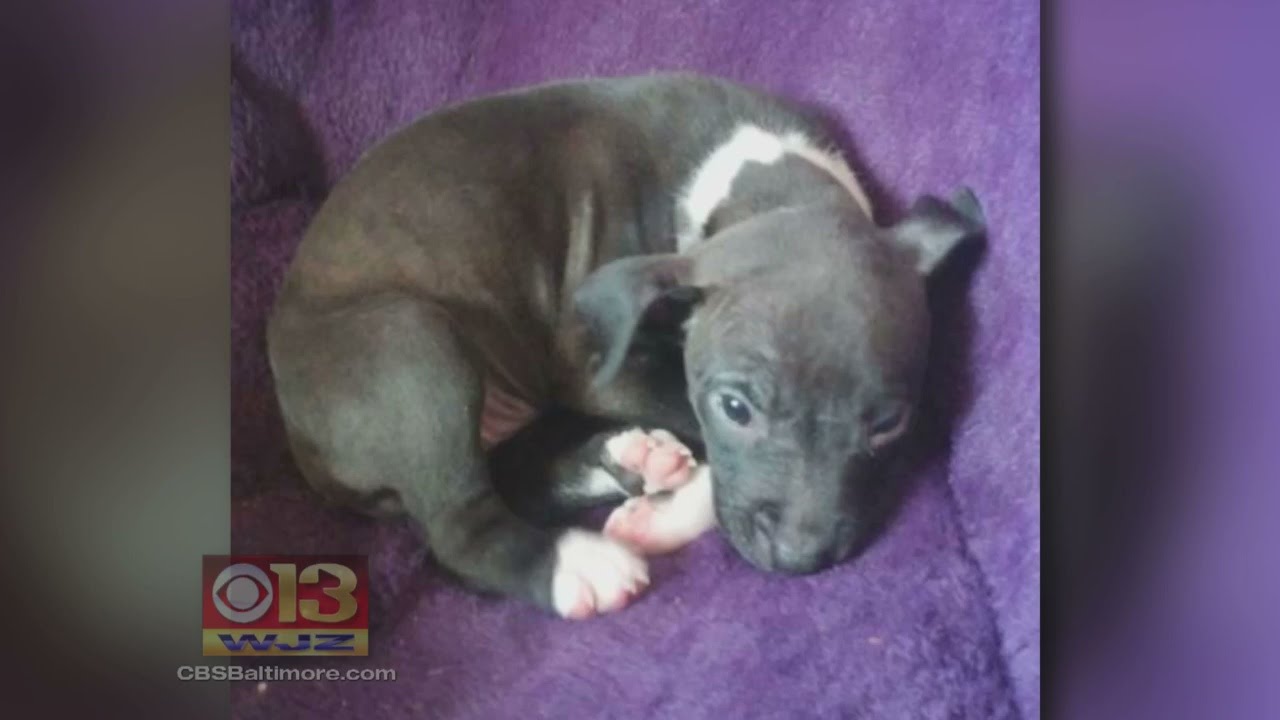 ‘Just Want Our Puppy Back’; Family’s Plea For Return of Stolen Dog ...