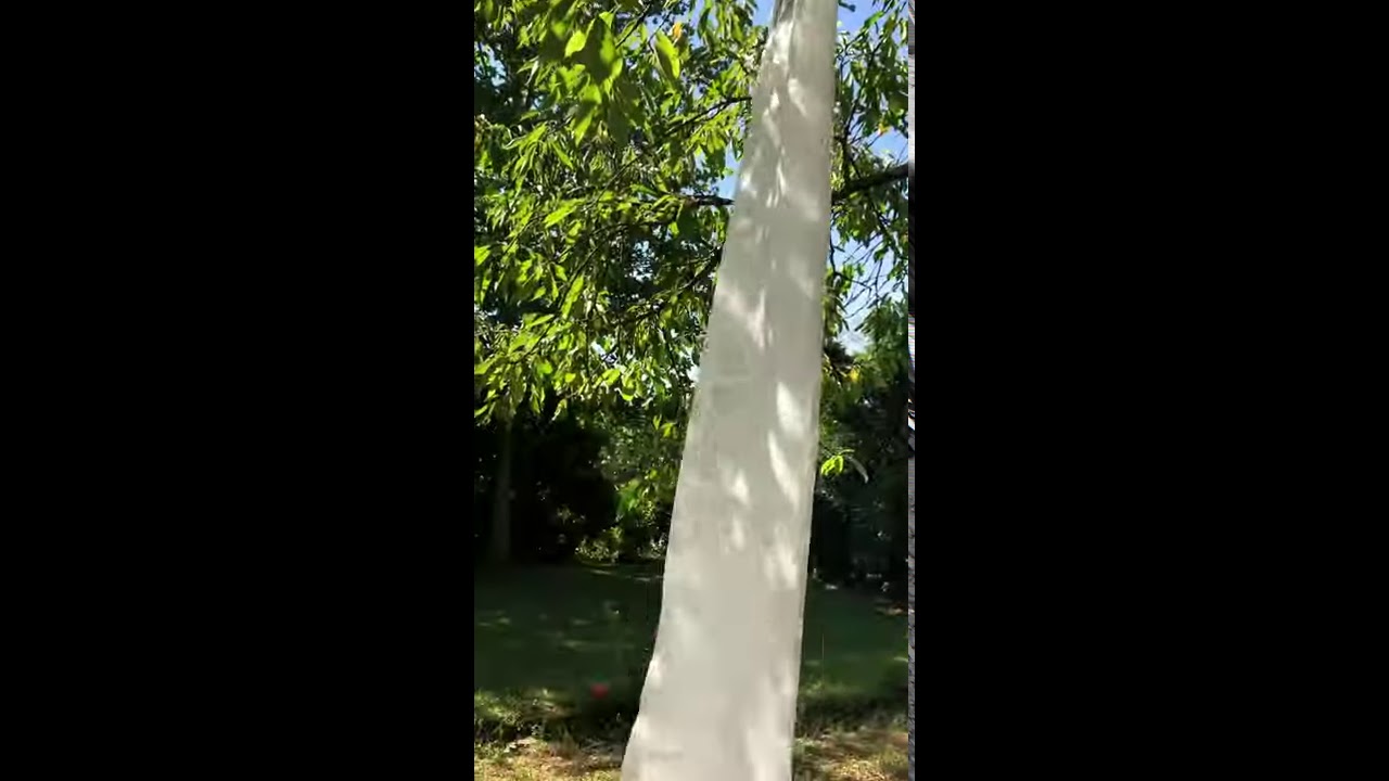 Design Vorhang Move moderner Ausbrenner I florales Muster I Farbe: weiß www.gardinen-sauer.de