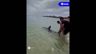 Жители Приморья поймали акулу