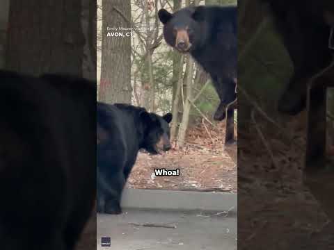 Woman delighted by family of bears jumping out of trash can #Shorts