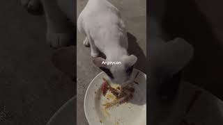 takut siputih ini di ambil makannya sampe buru buru gtu dia hehehehehee #shorts #argaycan #trending