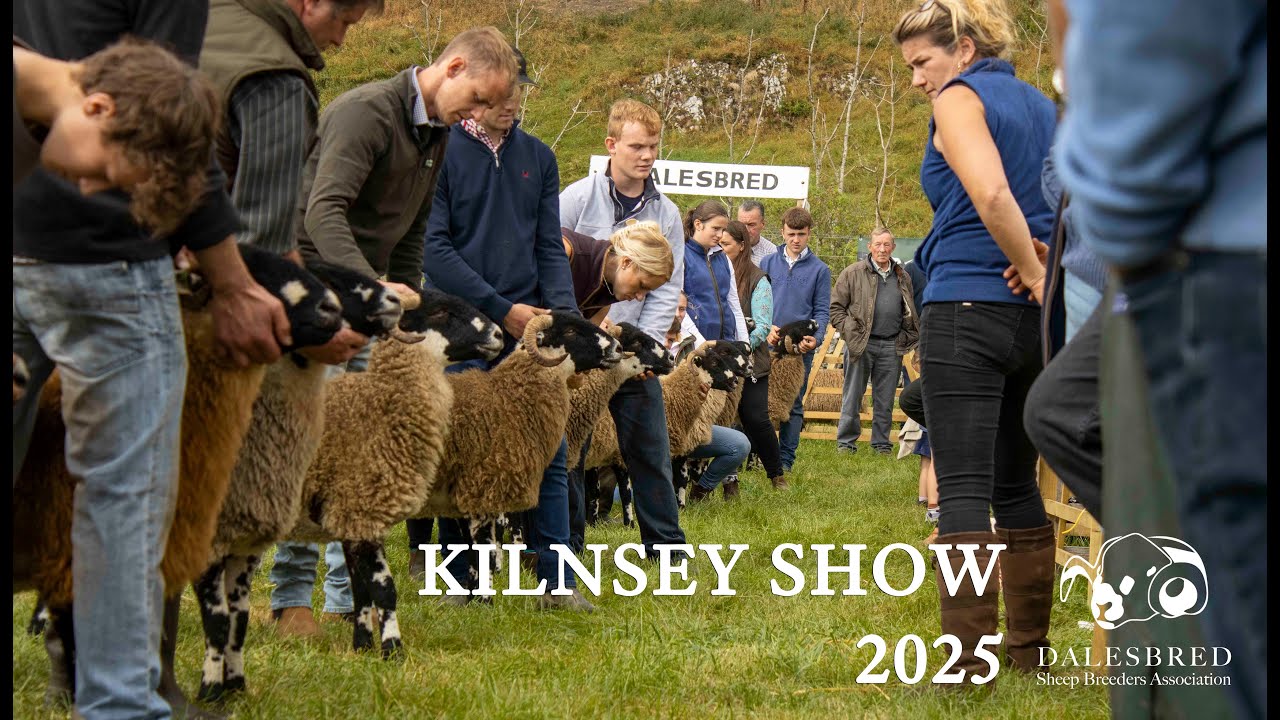 Kilnsey Show 2025 | Dalesbred Sheep Judging Highlights 🐑✨