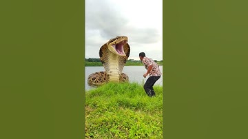 Anaconda snake in real life P192#shorts #short #snake #nagin #python #anaconda #snakes #bigsnake
