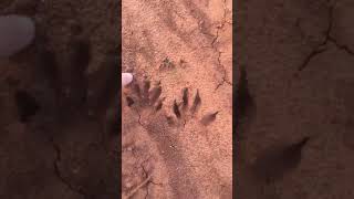 Coyote Vs Dog Tracks on an evening Track Walk at the farm