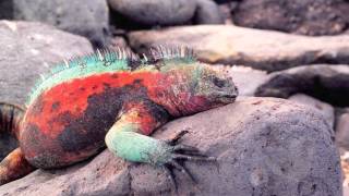Darwin's revelation of evolution.mov